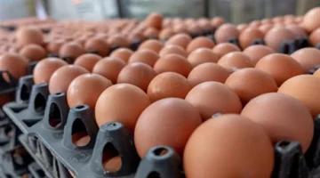 تفاصيل أسعار كرتونة البيض الأبيض والأحمر في بورصة الدواجن 16 ديسمبر 2025